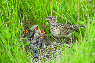 A skylark at its nest with 4 babies