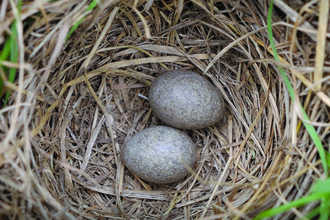 Skylark eggs in nest
