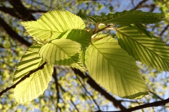 Hornbeam leaves