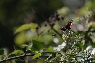 ivy flowers