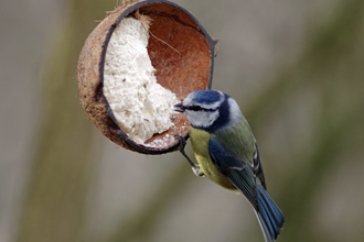 Bird feeding