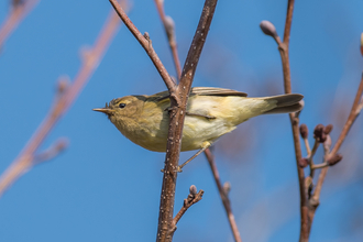 Chiffchaff on branch