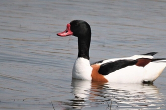 Shelduck credit Chris Farthing