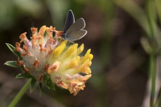 Small blue vetch butterfly on flower