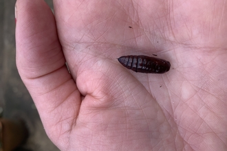 moth pupa in hand