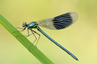 image of male banded demoiselle