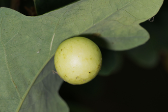 Cherry gall