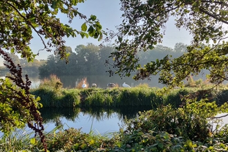 Image of water and waterbirds on bank