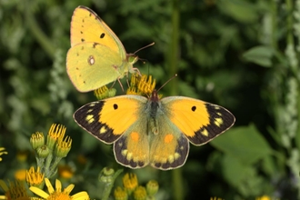 two clouded yellow butterflies on a flower
