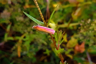 Rosy striped