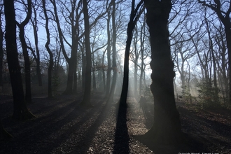 Dulwich Wood in the mist