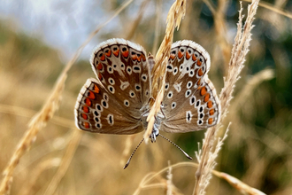 Hanging common blue butterfly