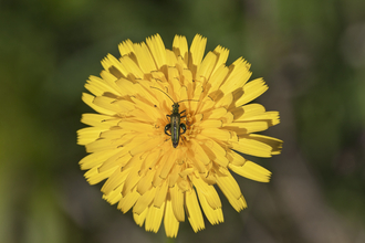 Hawkweed sp. (Hieracium) with Thick-legged Flower Beetle (Oedemera nobilis)