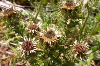 Carline Thistle in vegetation