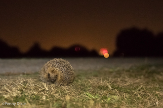 Hedgehog at night