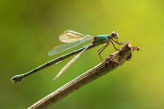 Dragonfly