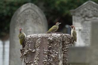 Green woodpecker family on tree stump