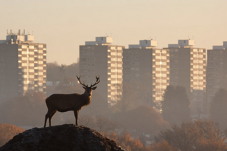 Deer in London 