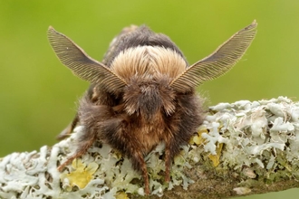 Festive Moth