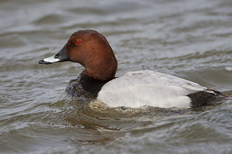 Pochard Walthamstow Wetlands