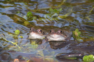 Frogs at mating