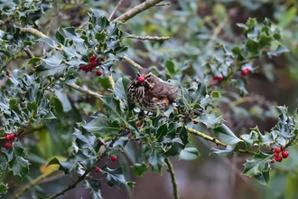 a redwing in a holly bush with a berry in its beak