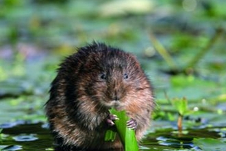 Water vole