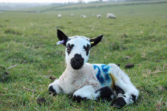 speckled-face lamb lying down