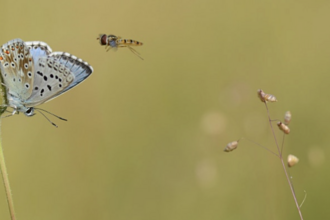 Guided butterfly walk