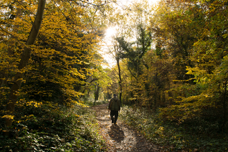 Volunteer walking through Sydenham Hill Wood in autumn