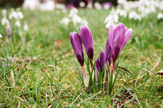 Purple crocus