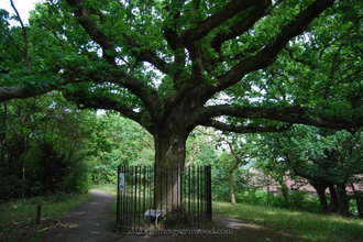 The oak of honour, One Tree Hill