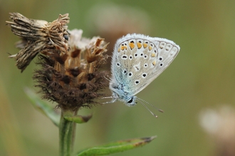 Common blue butterfly on the side of a plant
