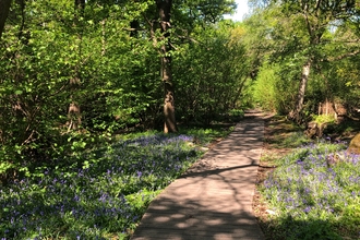 View of a path going through woodland with bluebells