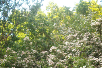 Hedgerow on a spring day