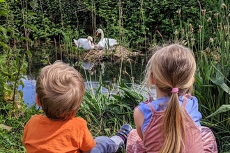 Two children looking at swans nest, surrounded by reeds, on the New River