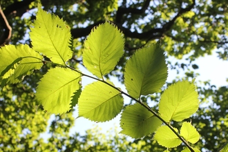 Tree canopy