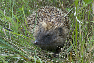 Hedgehog in grass