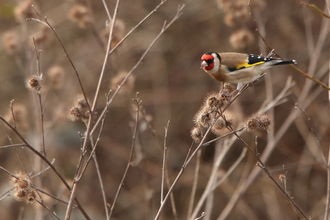 Goldfinch at Walthamstow Wetlands