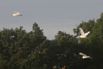 Cattle and little egret