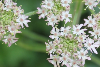 Hogweed flowers closeup