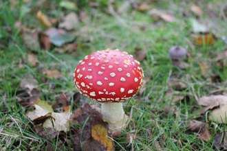 fly agaric on grass with autumnal leaves