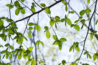[image description: view of hornbeam leaves in canopy]