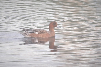 Wigeon 