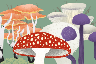 Fungi illustration 2