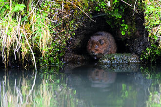 Water Vole (Arvicola amphibius) in a burrow in the side of a canal bank