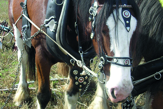 Shire Horses Ploughing