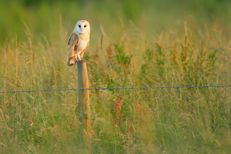 barn owl sat on a fence post