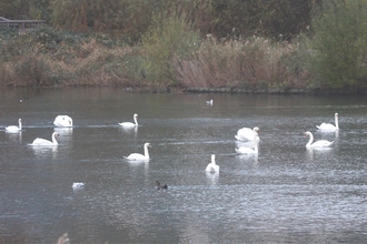 Mute swans at Woodberry Wetlands