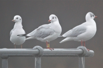 Three black-headed gulls standing on a railing at Woodberry Wetlands